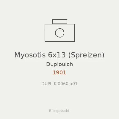 Myosotis 6x13 (Spreizen)